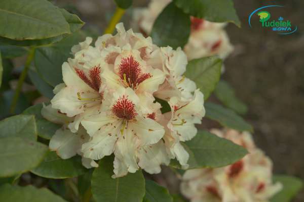 Rhododendron Sariska